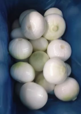 Fresh onion whole for Your Business Round and  Packed in Mesh Bags Cartons PVC Boxes or Vacuum Packs