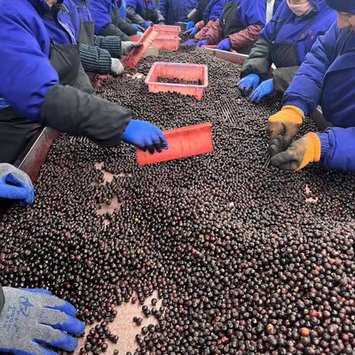 IQF Frozen Whole Blueberries Premium Baking and Smoothie Toppings Intensely