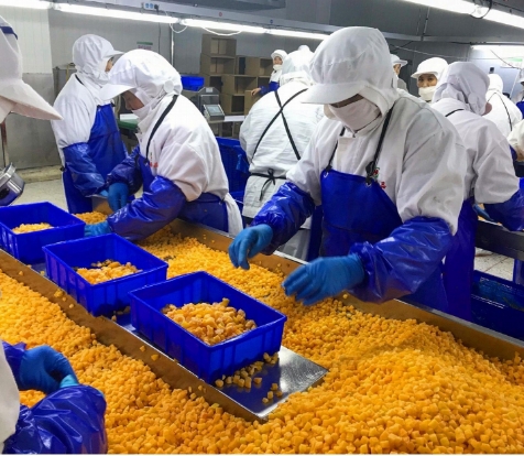 Sinocharm 4-звездочный продукт BRC-A Свежий желтый персик 10x10 мм Замороженные кубики фруктов IQF Кубики желтого персика 3