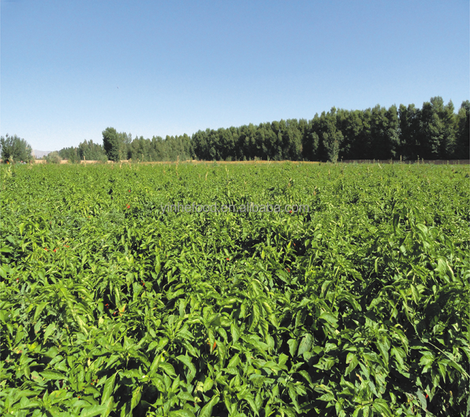 IQF Органические половинки желтого персика Замороженные фрукты Сладкий вкус Массовая упаковка Консервированная вода Мякоть Целые кубики Доступны ломтики 9