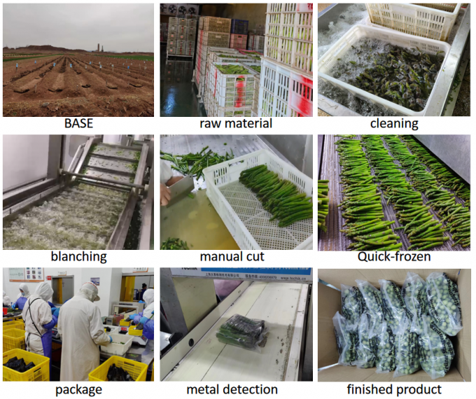 Спаржа Лыжи Спаржа Спаржа Замороженные овощи IQF Замороженные зеленые спаржи Семена 4