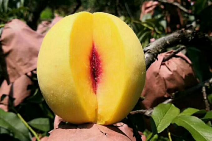 IQF Органические половинки желтого персика Замороженные фрукты Сладкий вкус Массовая упаковка Консервированная вода Мякоть Целые кубики Доступны ломтики 1