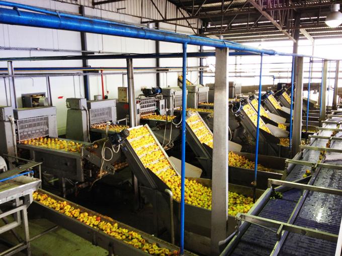 Высококачественный IQF Замороженные абрикосы вдвое горячие продажи для оптовой и розничной торговли Фабричная цена Сохранение воды оптовая упаковка 4