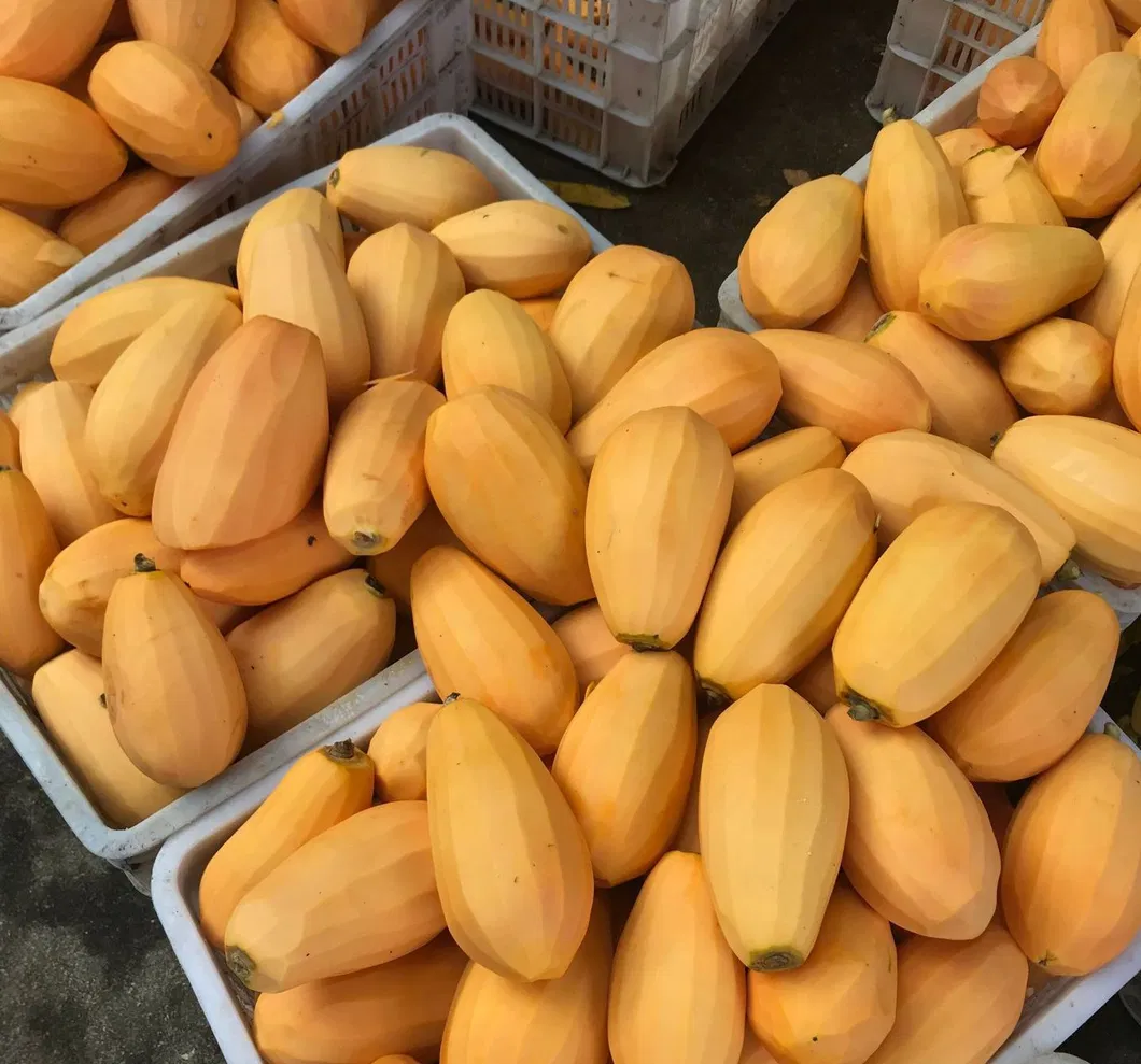 Увеличьте свои продажи вкусной замороженной фруктовой папайей IQF 0