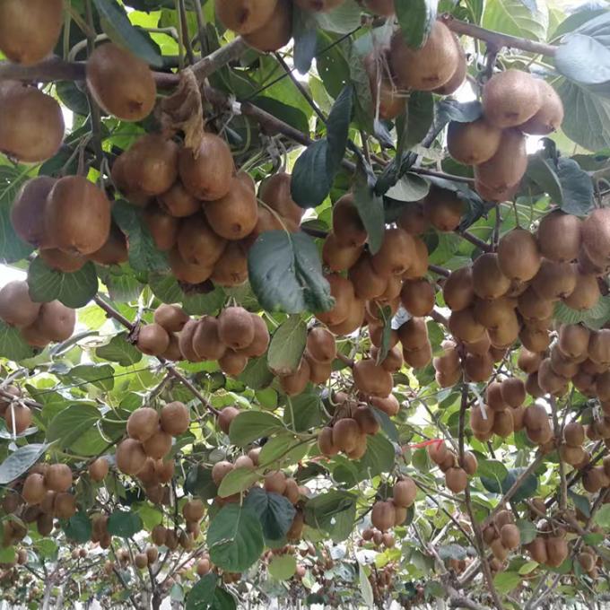 Киви Фрукты замороженные Фрукты замороженные Киви мяч Качество натуральное 2