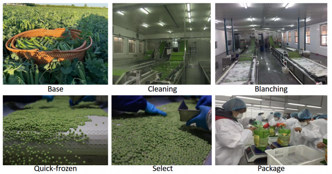 Оптовый поставщик замороженного зеленого горошка IQF для розничной торговли, 10 кг, упаковка 400 г 3