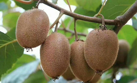 树枝上的水果AI 生成的内容可能不正确。